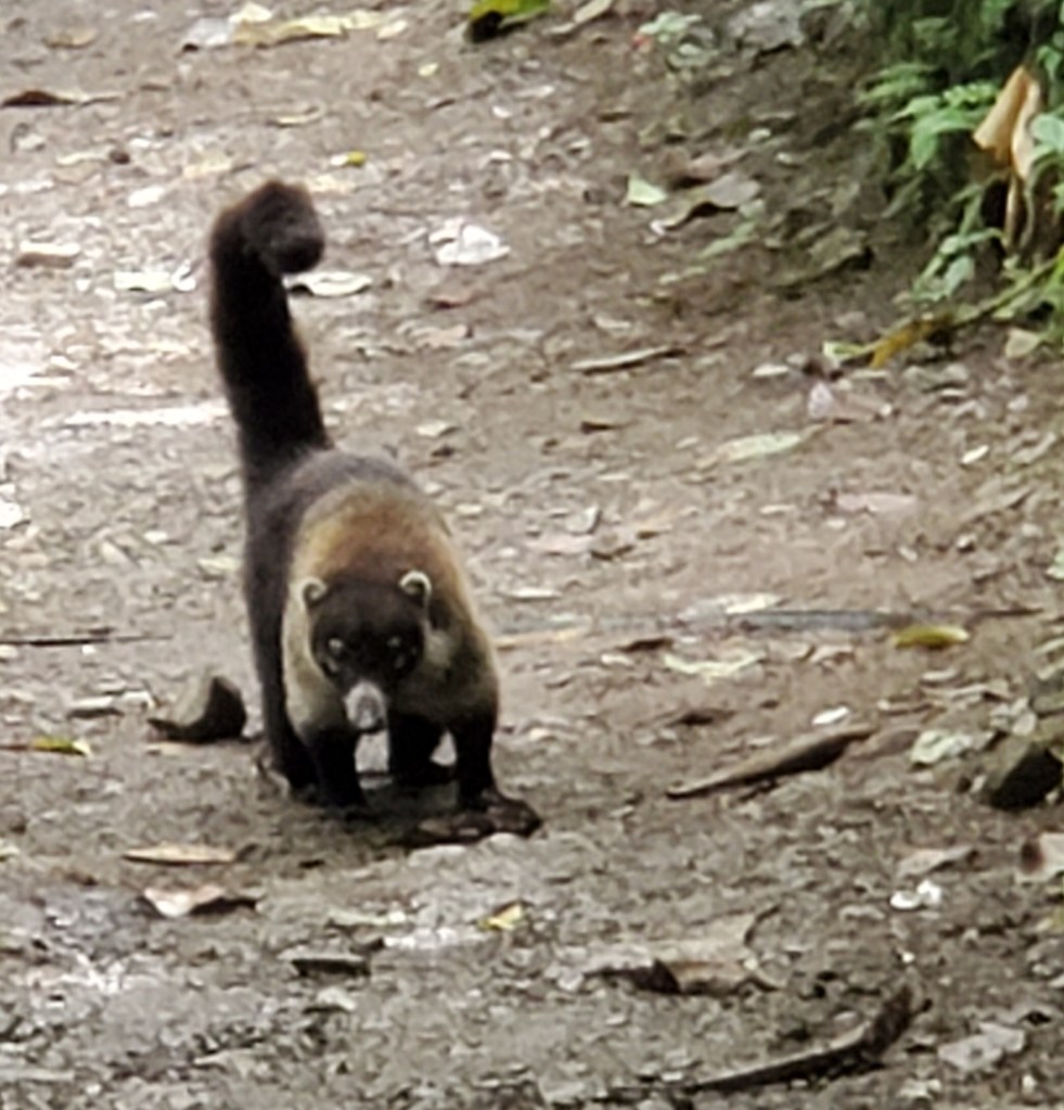 0B5991FC-FB3E-4ED4-8614-2EC11E8F2E3F