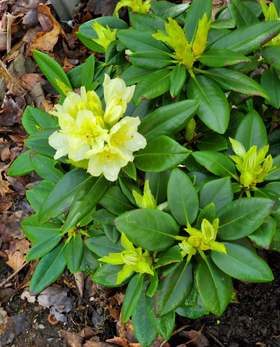 FOTD- June 4 – Yellow Rhododendron – 100CountryTrek.com