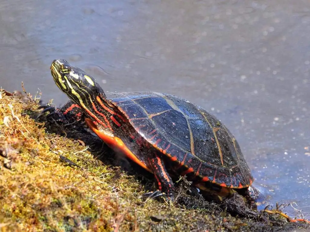 Painted Turtles – 100CountryTrek.com