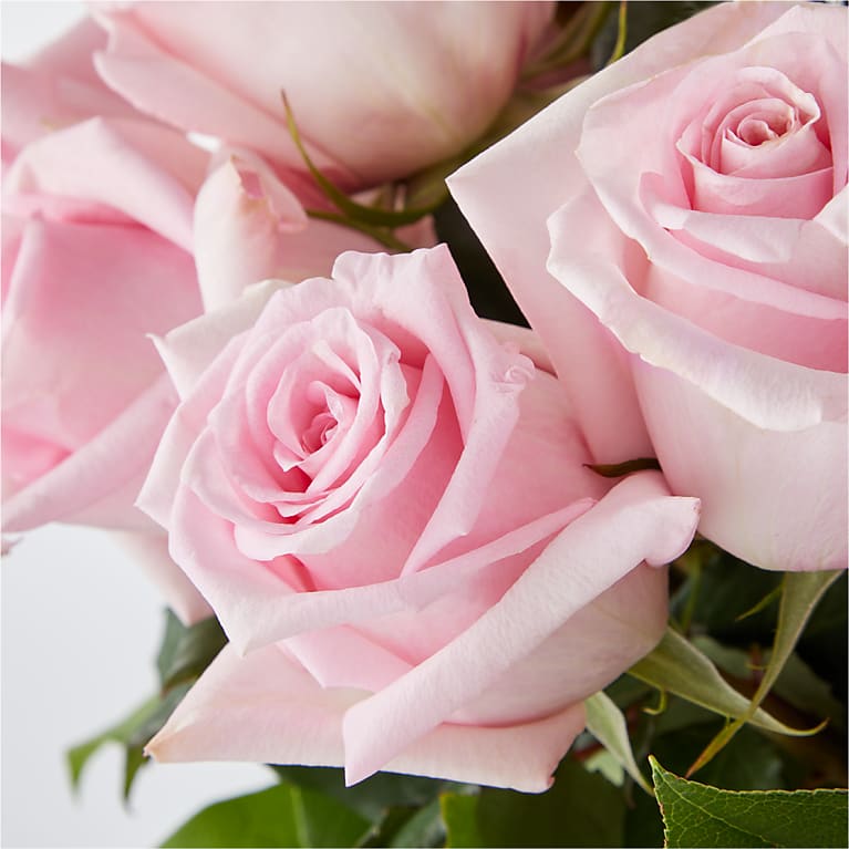 FOTD-PINK ROSES – 100CountryTrek.com